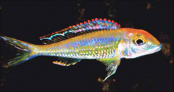 Callochromis pleurospius