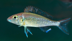 Callochromis stappersi