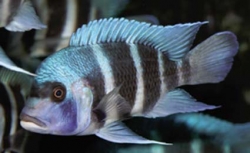 Cyphotilapia frontosa mpimbwe blu