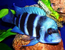 Cyphotilapia frontosa sambia blue