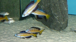 Cyprichromis microlepidotus Kasai