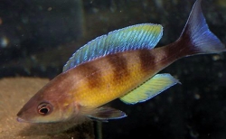 Cyprichromis zonatus