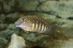 Eretmodus cyanostictus 