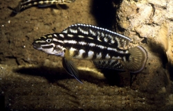 Julidochromis marlieri