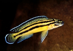 Julidochromis regani kipili