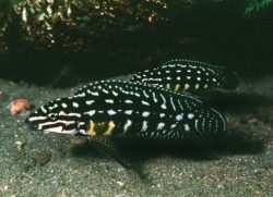 Julidochromis transcriptus