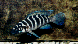 Lamprologus cylindricus