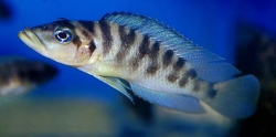 Lamprologus fasciatus