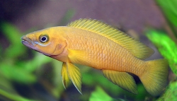 Lamprologus leleupi - lilac