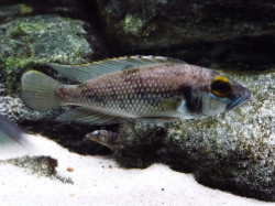 Lamprologus lemairii