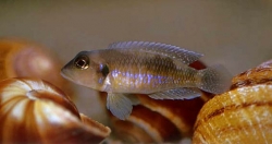 Lamprologus ocellatus