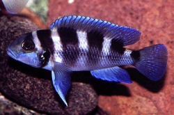 Lamprologus tretocephalus