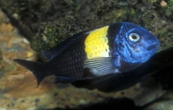 Tropheus duboisi maswa