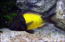 Tropheus moorii ikola