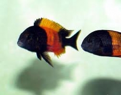 Tropheus moorii orange I