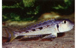 Xenotilapia ochrogenys karilani