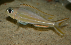 Xenotilapia ornatipinis