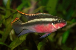 Pelvicachromis super red