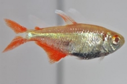 Hemigrammus caudovittatus gold