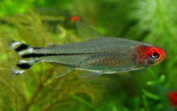 Hemigrammus rhodostomus