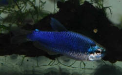 Inpaichthys kerri superblue