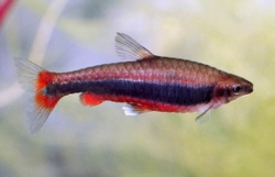 Nannostomus beckfordi