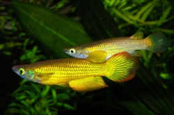 Aplocheilus lineatus gold