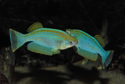 Lamprichthys tanganicanus