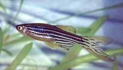 Brachydanio rerio long fin