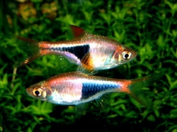 Rasbora heteromorpha