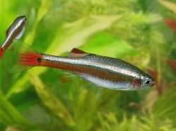 Tanichthys albonubes