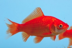 Carassius auratus red