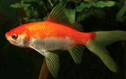 Carassius auratus red cometa