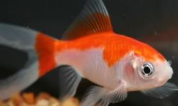 Carassius auratus red white