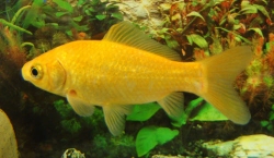 Carassius auratus yellow