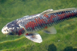 Cyprinus carp. koi metallic ghost