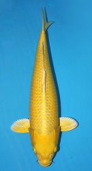 Cyprinus carp. koi yamabuki ogon