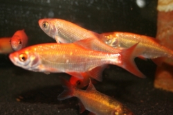 Scardinius erytrophtalmus gold