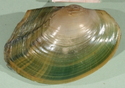 Sinanodonta woodiana