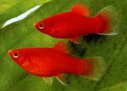 Xiphophorus maculatus coral