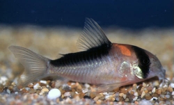 Corydoras duplicareus