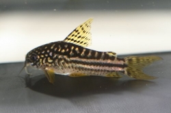 Corydoras nannus