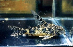 Corydoras paleatus