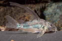 Corydoras paleatus long fin