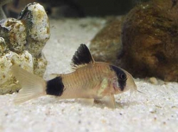 Corydoras panda