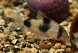 Corydoras weitzmani F1