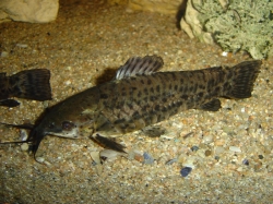 Hoplosternum thoracatum