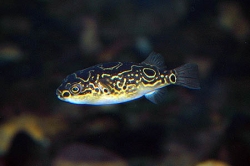 Tetraodon biocellatus