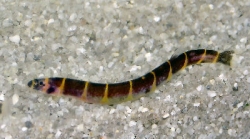 Acanthophthalmus kuhli