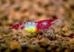 Neocaridina heteropoda rilli shrimp